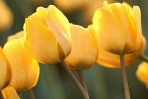 Was bedeutet eine gelbe Tulpe?