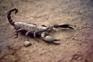 Was bedeutet es, von Skorpionen zu träumen??