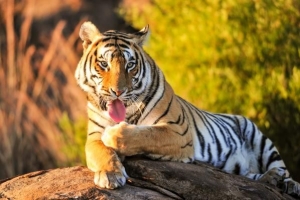 Was bedeutet es, von Tigern zu träumen??