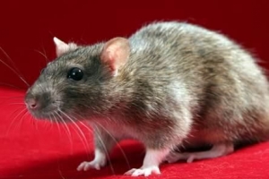 Was bedeutet es, von Ratten zu träumen?