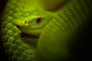 Was bedeutet es, von Schlangen zu träumen?