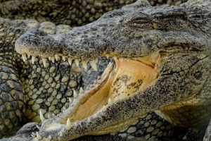 Was bedeutet es, von Krokodilen zu träumen??