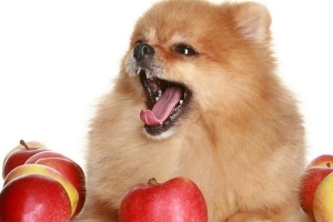 Welche Früchte können Hunde essen?