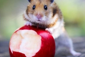 Welche Früchte darf ein Hamster essen?