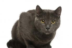 Was ist eine Chartreux-Katze - Alles, was Sie wissen müssen