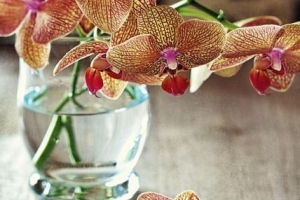 Was ist die Bedeutung der Orchideenblüte nach Farbe?