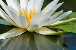Was ist die symbolische Bedeutung einer Lotusblume?