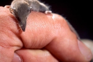 Was ist das kleinste Säugetier der Welt??