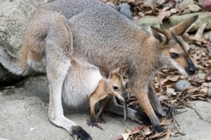 Was soll man einem Baby-Wallaby füttern?