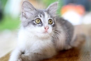 Was sollte man einer Katze mit Durchfall füttern?