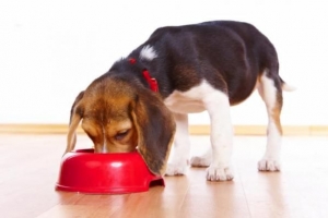 Was füttert man einen Hund nach der Kastration?