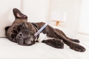 Was man einem Hund mit Fieber geben sollte: Tipps zur Genesung