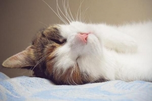 Warum Katzen so viel schlafen