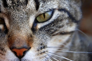 Warum fallen Katzenschnurrhaare aus? - Alle möglichen Gründe