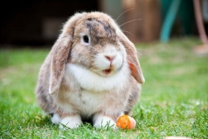 Warum ändert das Fell eines Kaninchens die Farbe?