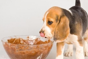 Warum Hunde keine Schokolade essen können