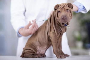 Warum ist es wichtig, Hunde zu impfen?