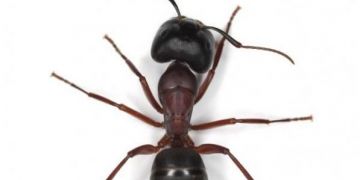 So werden Sie Ameisen aus Ihrem Haus los