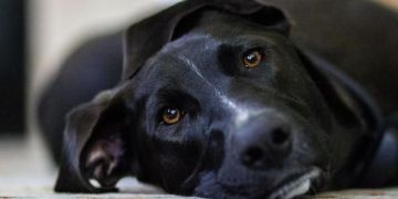 Verdauungsstörungen bei Hunden behandeln